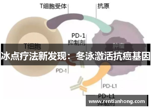冰点疗法新发现：冬泳激活抗癌基因